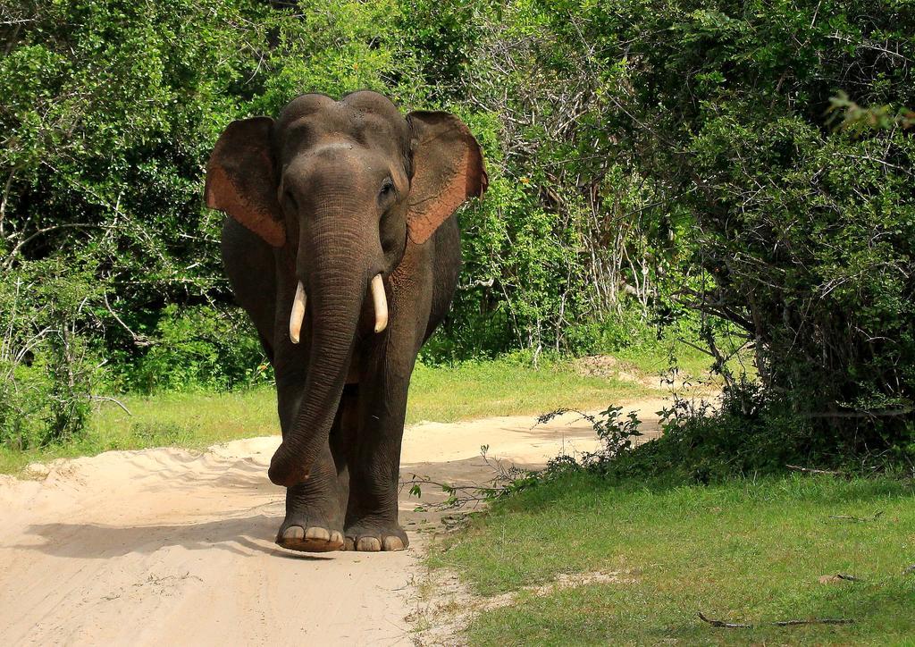 ホテル Kulu Safaris ヤーラ エクステリア 写真