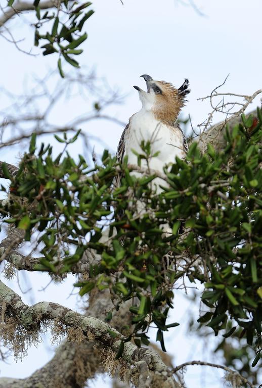 ホテル Kulu Safaris ヤーラ エクステリア 写真