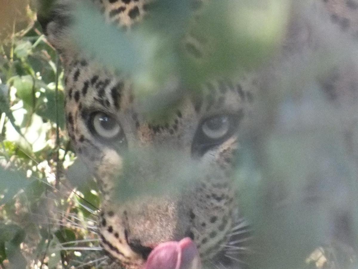 ホテル Kulu Safaris ヤーラ エクステリア 写真